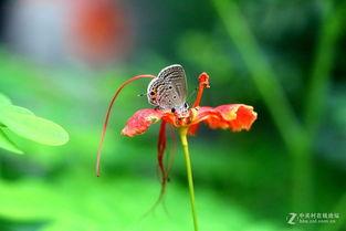 国产采精小蝴蝶